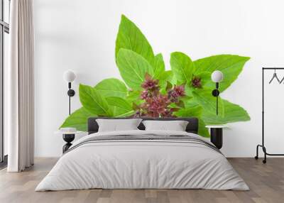 Sweet Basil isolated on white background Wall mural