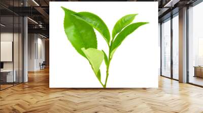 Top view of Green tea leaf isolated on white background Wall mural