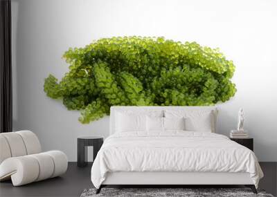 Umi-budou, grapes seaweed or green caviar Wall mural