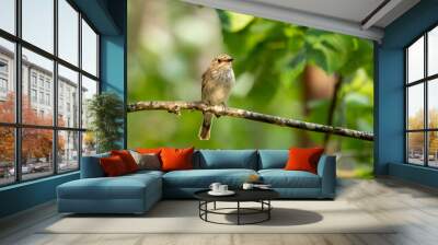 Spotted flycatcher sitting on a branch Wall mural