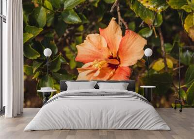 Closeup of beautiful pink Hibiscus flower. Wall mural