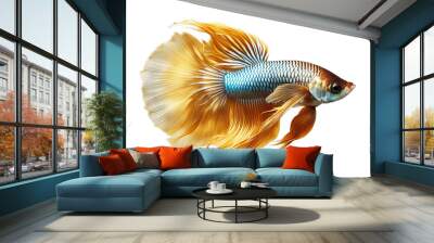 fighting movement background black fish gold siamese isolated aggressive animal aquarium aquatic beautiful beauty betta closeup colours colourful detail exotic fin fresh water luxury motion nature Wall mural