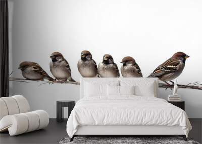 group white background sparrows isolated Wall mural