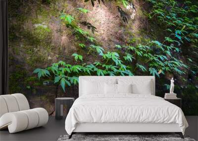 Fern occurs on a rocky cliff. Wall mural