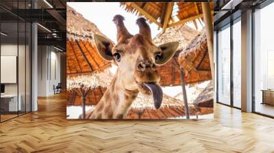 close up portrait of a weird funny face giraffe Wall mural