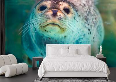 close up portrait of very cute spotted seal Wall mural