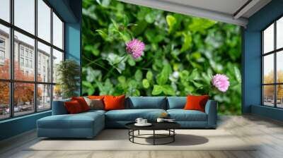 Clover flowers bloom in a lush green garden during a sunny afternoon in springtime Wall mural