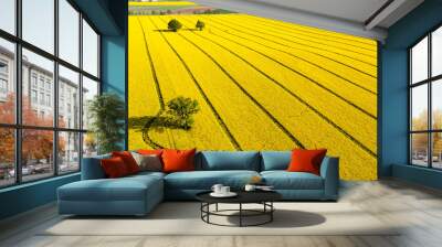 green trees in the middle of a large flowering yellow repe field, aerial view Wall mural