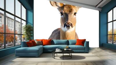 Deer isolated on a Transparent Background Wall mural