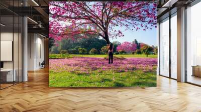 Happy lady under pink Tabebuia flowers tree in a lush green park in Bangalore, India with blue sky background. Call Pink Trumpet tree or Tabebuia rosea or Tabebuia Mexicana or Pink Trumpet shrub. Wall mural