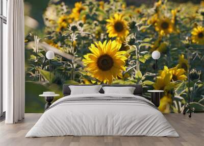 sunflower field ii Wall mural