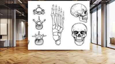 Human skeleton set. Skull, spine, pelvis, hand. Outline vector illustration Wall mural