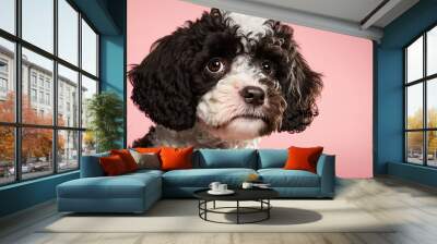 A small, fluffy dog looks up at a pink background. A cute little black and white dog with curly hair and brown eyes is shown in this picture. Female miniature harlequin poodle. Selective attention. Bl Wall mural