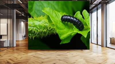 A small insect is crawling on a green leaf covered with tiny water droplets Wall mural