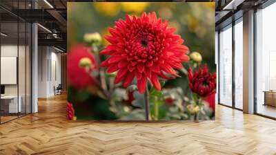 A vibrant red chrysanthemum blossoming in an outdoor garden Wall mural