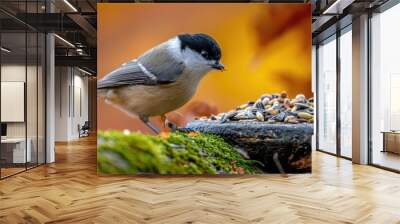 Adorable Marsh tit feeds on a bird table filled with sunflower seeds, nuts, and dried mealworms, on a mossy log during European autumn in November. Wall mural