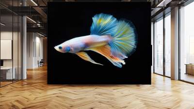 Albino blue tail ribbon fin guppy on black background Wall mural