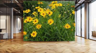 Close up of blooming Lance leaved Coreopsis with yellow flowers Wall mural