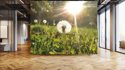 Dandelion s Fluffy Shining in the Sun Wall mural