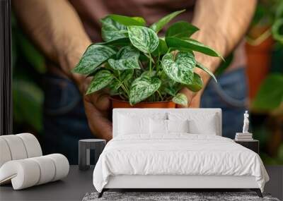 Gardener holding a small Scindapsus Pictus Silver Queen houseplant in a terracotta pot with a man s hand in close up soft focus Indoor gardening and plant transplanting concept with a tiny Wall mural