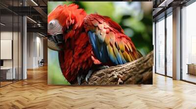 Lively red parrot pretending to be deceased at Lok Kawi Zoo. Wall mural