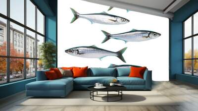 Mackerel fish isolated on transparent background Wall mural