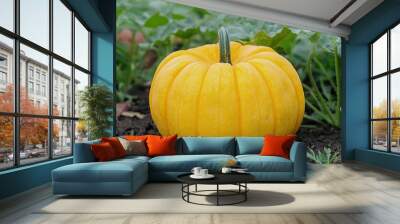 Ripe yellow pumpkin in vegetable garden setting Wall mural