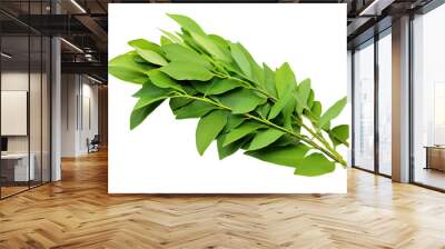 Several curry leaves are seen by themselves on a white background. Wall mural