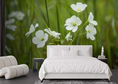 White Cardamine occulta blooms in a paddy field Wall mural