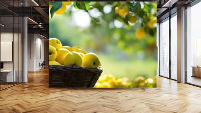 Yellow apples in basket under fruit tree. Wall mural