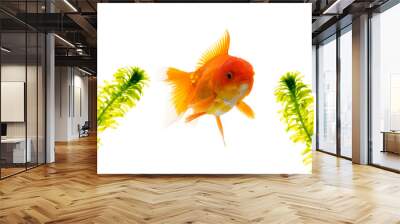 goldfish on white background Wall mural