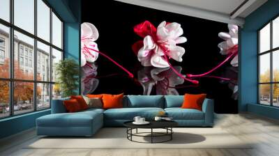 Beautiful fuchsia flowers with reflection on black background Wall mural