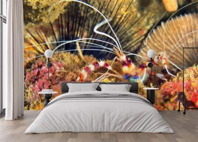 Banded Coral Shrimp, Boxer Shrimp, Stenopus hispidus, Lembeh, North Sulawesi, Indonesia, Asia Wall mural