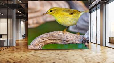 Willow Warbler, Phylloscopus trochilus, Forest Pond, Mediterranean Forest, Castile and Leon, Spain, Europe Wall mural