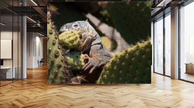 close up of Galapagos Island iguana eating cactus Wall mural