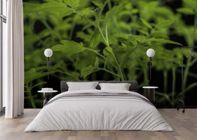 Tomato plant growing in black pot Wall mural