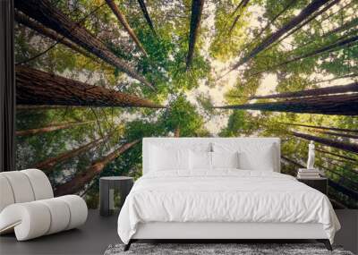 forest sequoia tree branch top cantabria Wall mural