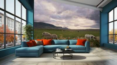 Sunrise in the fields of iceland with horses, sheep and cows Wall mural