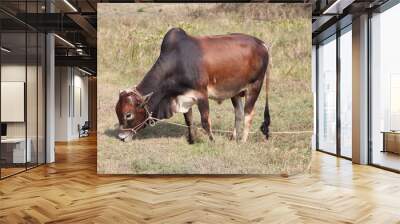 A Beautiful Deshi Cow Eating  Grass In a Field of Bangladesh Before Eid Ul Adha Wall mural