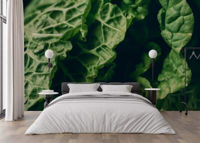  fresh chinese cabbage or napa cabbage texture background . healthy food concept . Wall mural