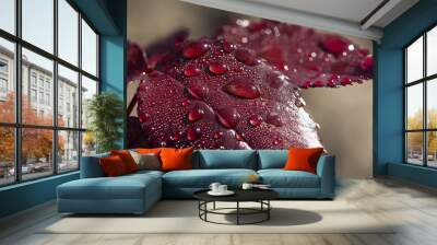 Drops of water on the rose leaf Wall mural