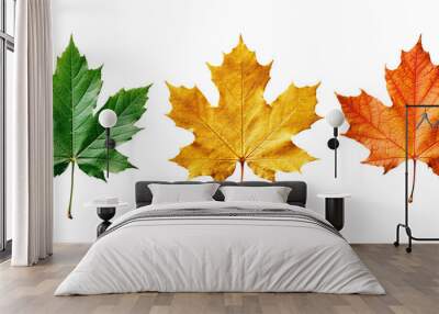 dry orange maple leaf isolated on a white or transparent background, thanksgiving overlay mockup, evolution of leafs drying, change concept, colorful leaves set Wall mural