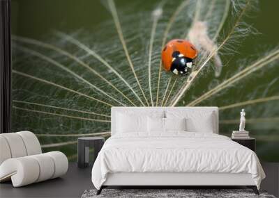 Ladybug and dandelion. Macro shot, selective focus with copy space.  tenderness and care concept Wall mural