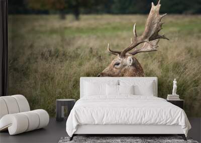 A close up profile photograph of a fallow deer stag lying in the grass with large antlers and looking left Wall mural