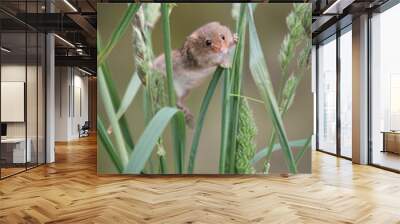 A single solitary harvest mouse climbing up strands of grass and stretching between them upright vertical format Wall mural