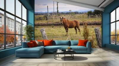 horse in the field Wall mural