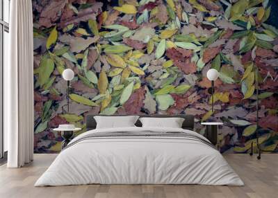 autumn leaves in water Wall mural