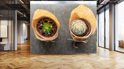 two small cactus wrapped in brown paper Wall mural