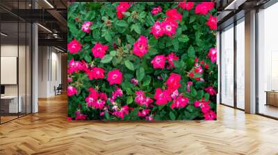 Mountain Rose Bush | Garden Bed Foliage | Greenery Background Texture Wall mural