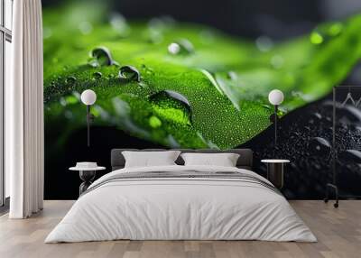  A black background conceals a tight shot of a green leaf, adorned with water droplets both on its surface and forming crowns atop Wall mural